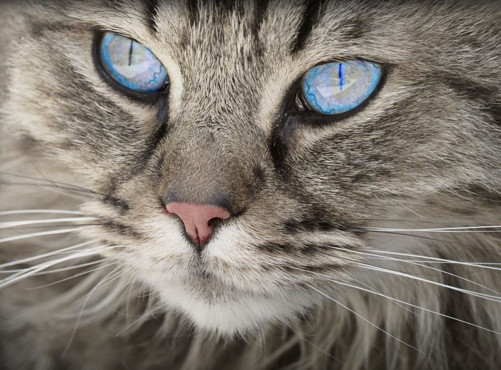 todo para gatos