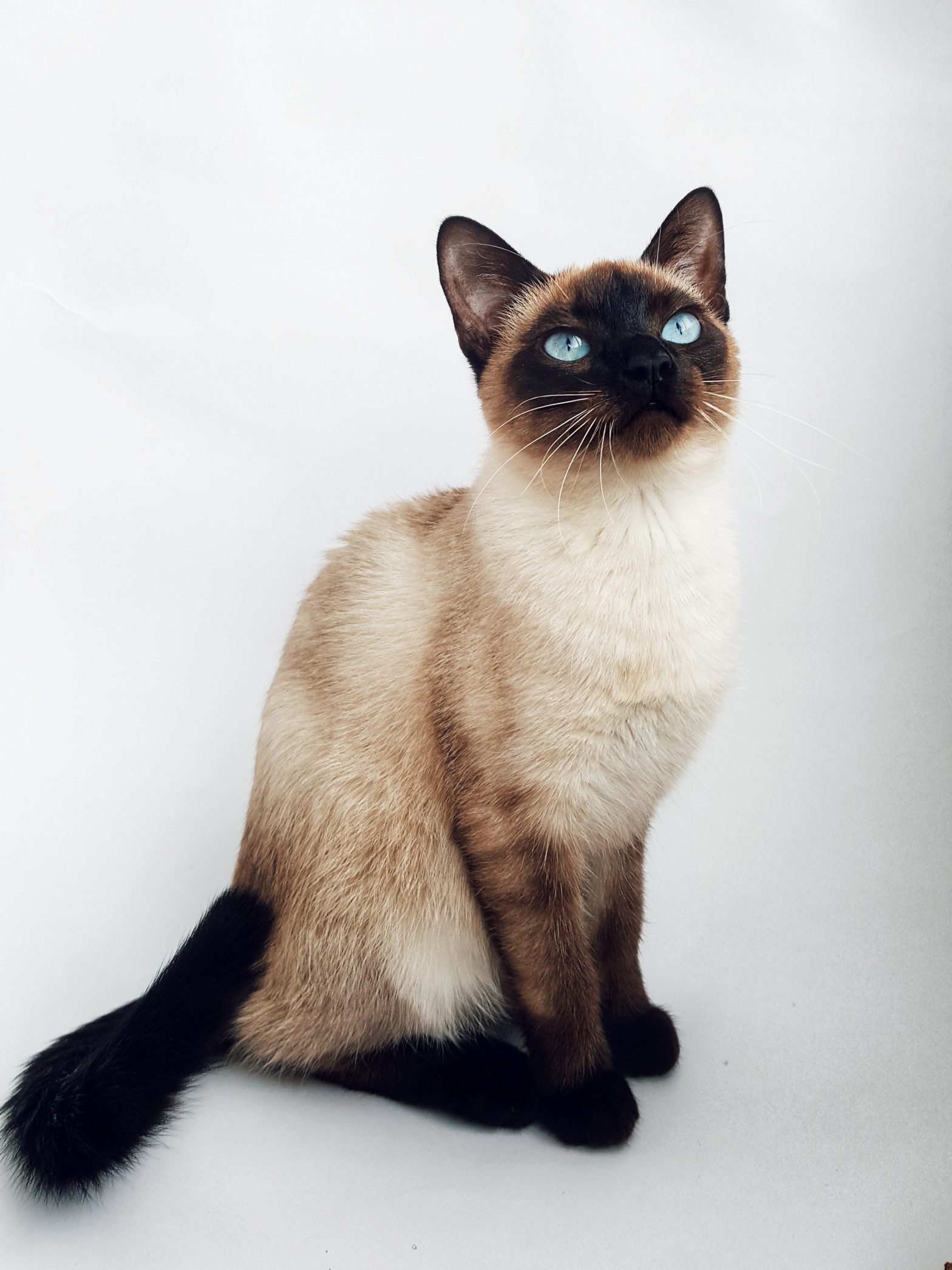 Gato Siamés